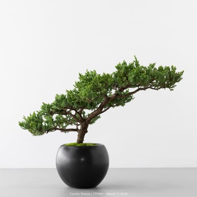 臺灣真柏｜TTP5816