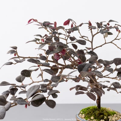 紅花繼木｜HP5153