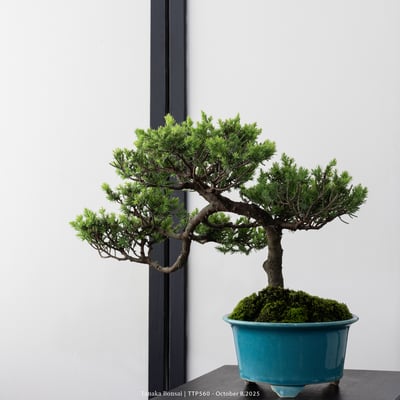 台灣真柏｜TTP5606