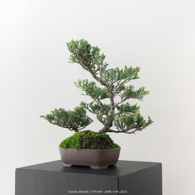 台灣真柏｜TTP5495