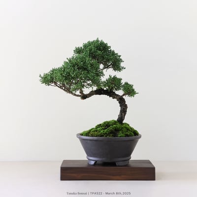 紀州真柏｜TPA5221