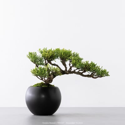 紀州真柏｜TPA5473