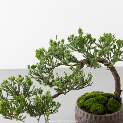 臺灣真柏｜TTP5834