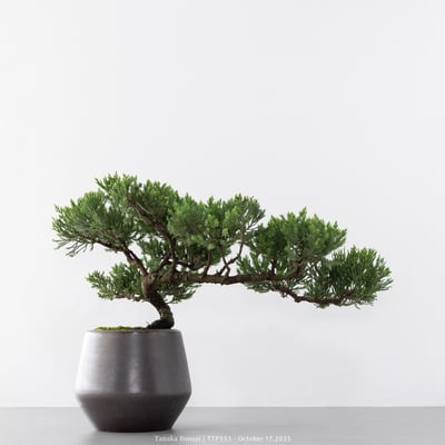 台灣真柏｜TTP5535