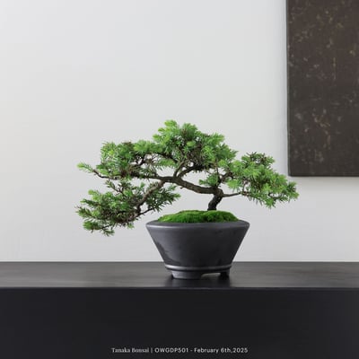 【官網限定】黃金杜松｜OWGDP5018