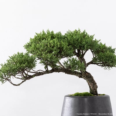 紀州真柏｜TPA5412