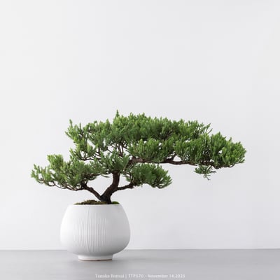 台灣真柏｜TTP5702