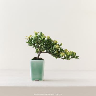 米葉羅漢松｜FP5205