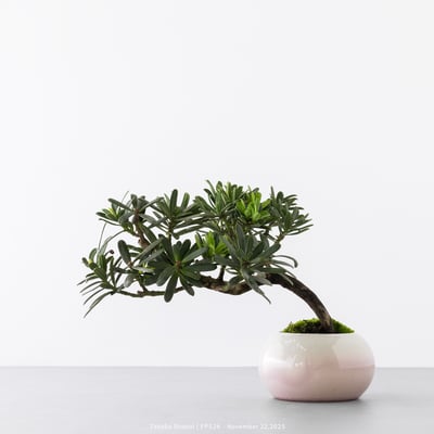 晶鑽羅漢松｜FP5265