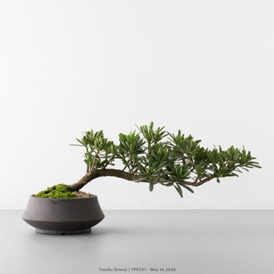 晶鑽羅漢松｜YPP5013