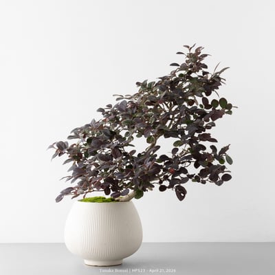 紅花繼木｜HP5234