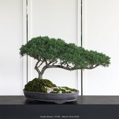 紀州真柏｜TP7824