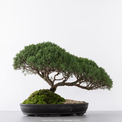 紀州真柏｜TP7855