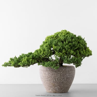 珍珠柏｜SP7187