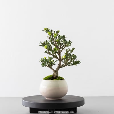 綠鑽羅漢松｜GPP5129