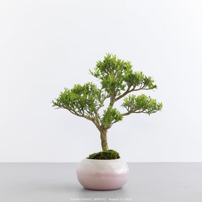 雀舌黃楊｜BHP5221