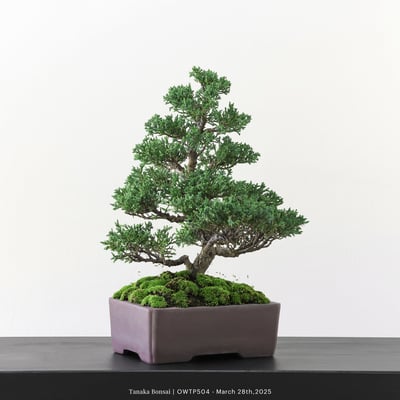 【官網限定】紀州真柏｜OWTP5047