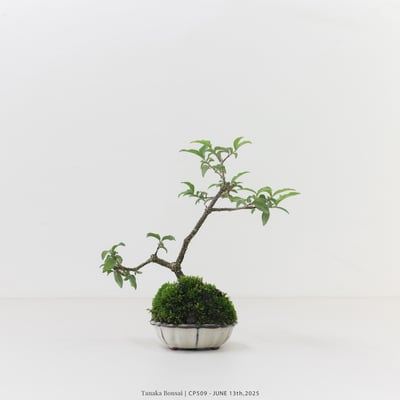 李氏櫻桃｜CP5095