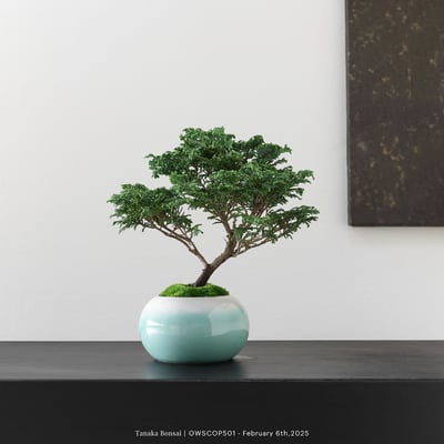 【官網限定】姬檜木｜OWSCOP5015