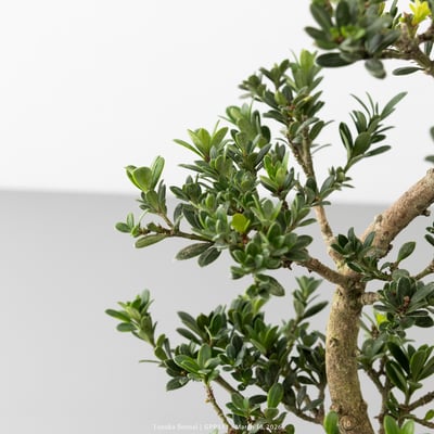 綠鑽羅漢松｜GPP5114