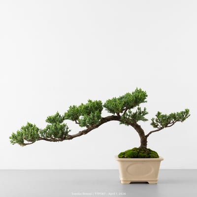 臺灣真柏｜TTP5871