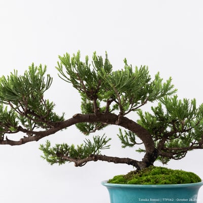 台灣真柏｜TTP5629