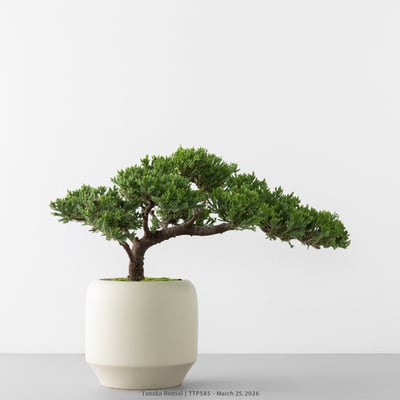 臺灣真柏｜TTP5854