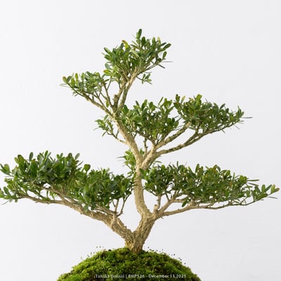 雀舌黃楊｜BHP5264