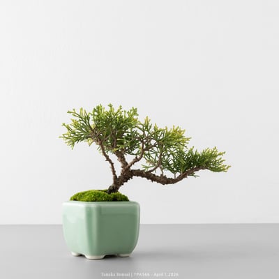 紀州真柏｜TPA5667