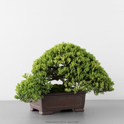 珍珠柏｜SP7197