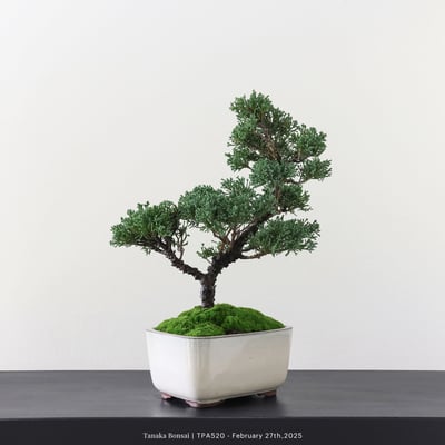 紀州真柏｜TPA5204