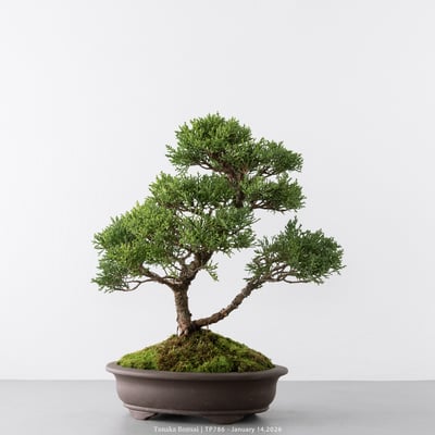 紀州真柏｜TP7863