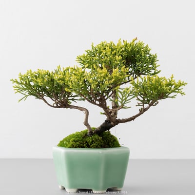 紀州真柏｜TPA5539