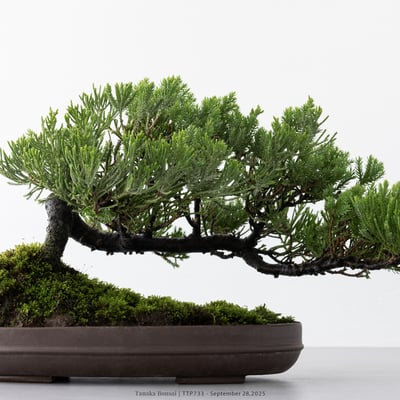 台灣真柏｜TTP7332