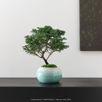 【官網限定】姬檜木｜OWSCOP5013