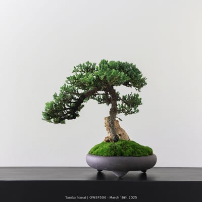 【官網限定】珍珠柏｜OWSP5065