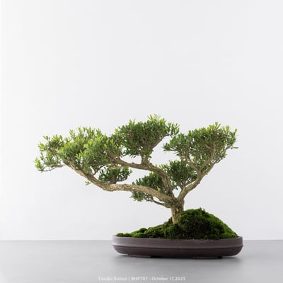 雀舌黃楊｜BHP7078