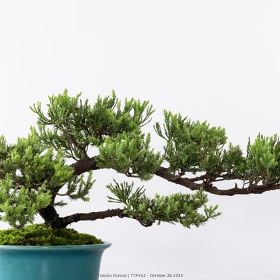 台灣真柏｜TTP5625