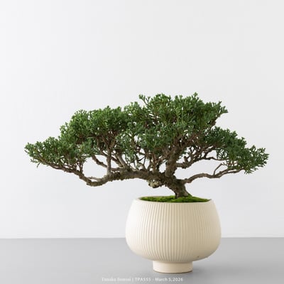 紀州真柏｜TPA5557