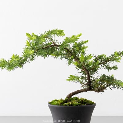 黃金杜松｜GDP5504