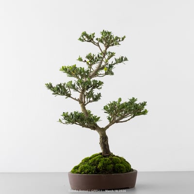 綠鑽羅漢松｜GPP5117