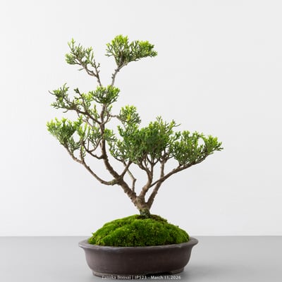 系魚川真柏｜IP5234