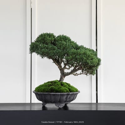 紀州真柏｜TP7816