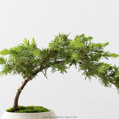 黃金杜松｜GDP5499