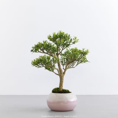 雀舌黃楊｜BHP5226