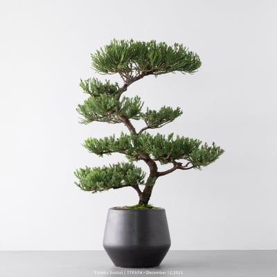 台灣真柏｜TTP5742