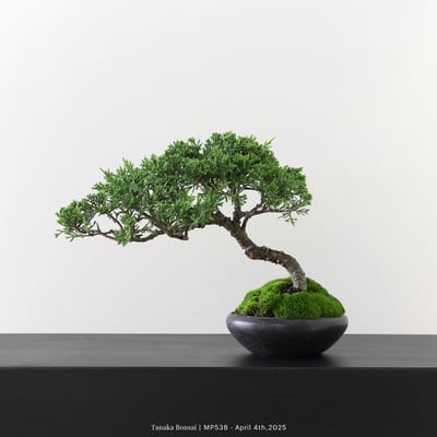 宮坂系魚川真柏｜MP5382