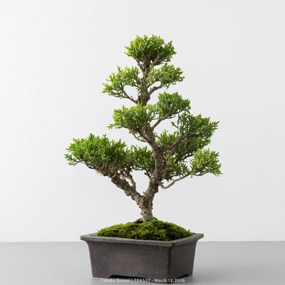 紀州真柏｜TPA5575