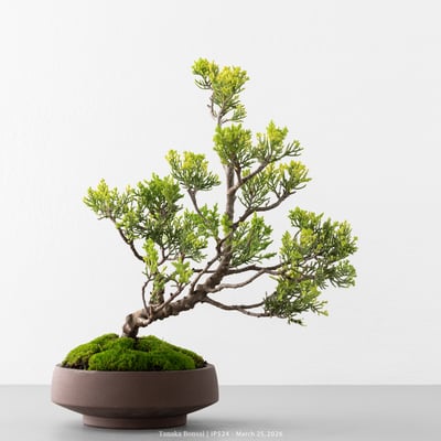 系魚川真柏｜IP5248