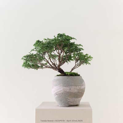 姬檜木｜SCOP5195